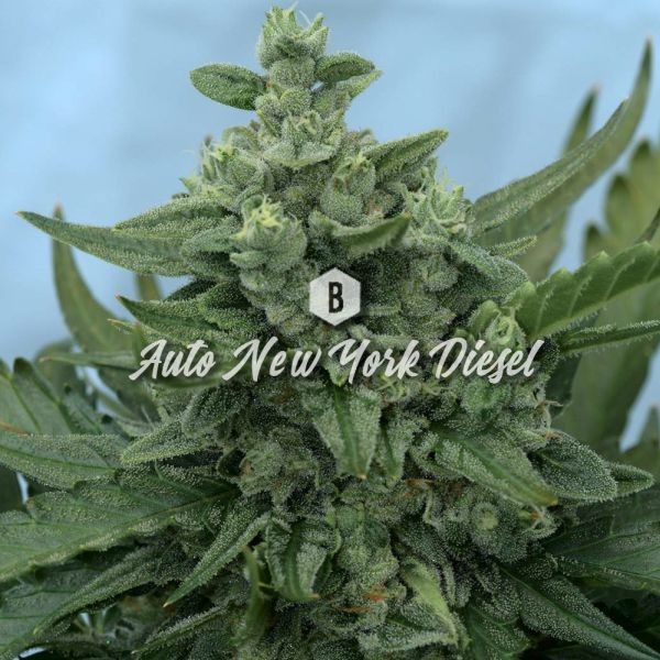 Auto New York Diesel