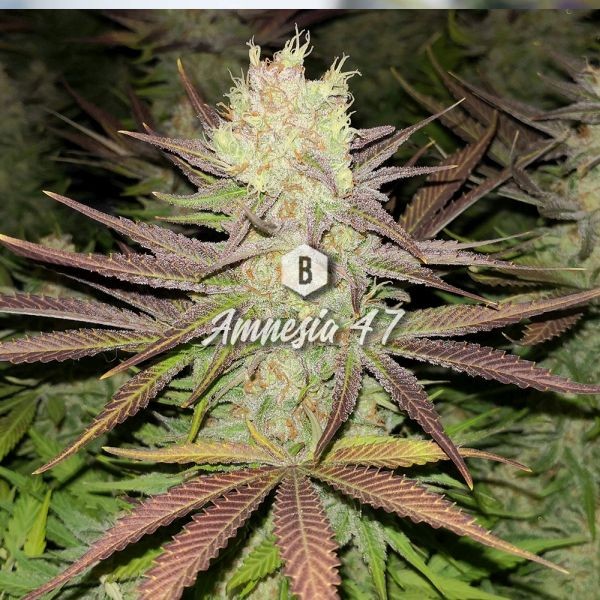 Amnesia 47