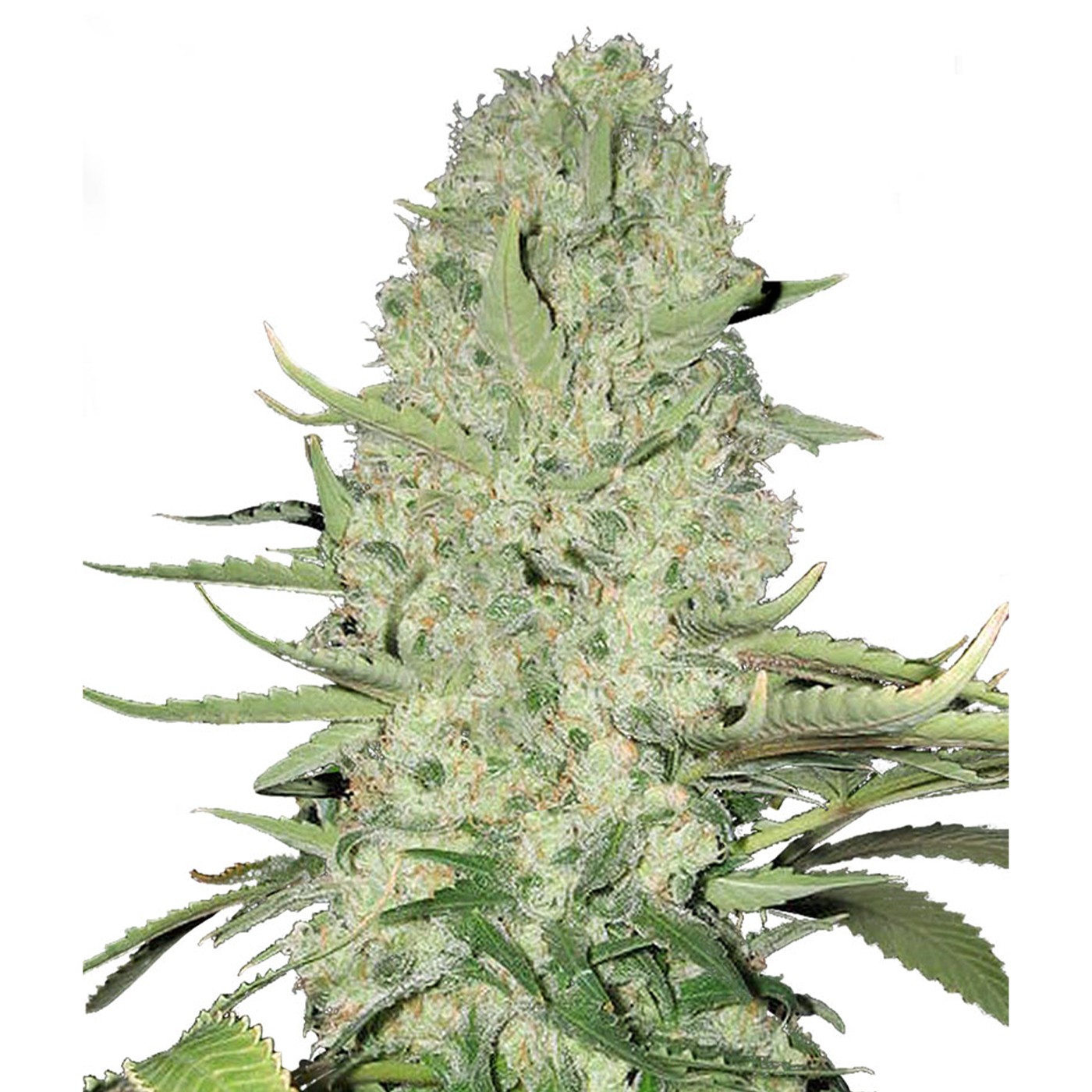 White Widow Original 