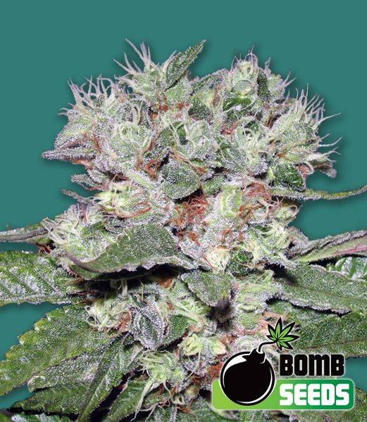 Bomb CBD