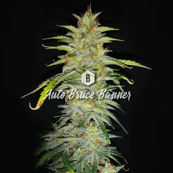 Auto Bruce Banner