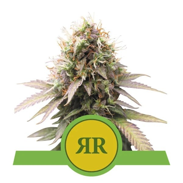 Royal Runtz Auto