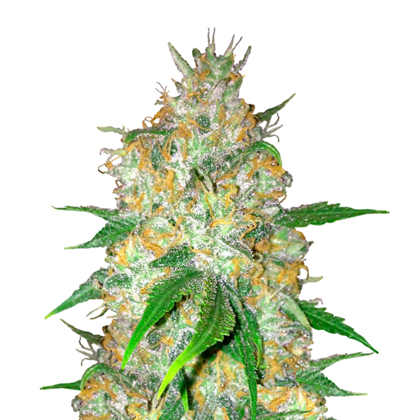 Blue Widow