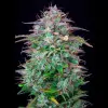 AK 2.0 XL Auto - Ganja Farmer Seeds (BONUS)