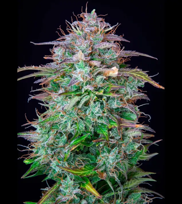 AK 2.0 XL Auto - Ganja Farmer Seeds (BONUS)