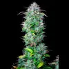 AK 2.0 XL Auto - Ganja Farmer Seeds (BONUS)
