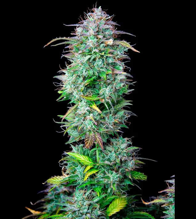 AK 2.0 XL Auto - Ganja Farmer Seeds (BONUS)