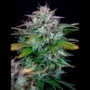 AK 2.0 XL Auto - Ganja Farmer Seeds (BONUS)