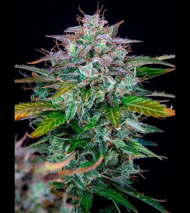 AK 2.0 XL Auto - Ganja Farmer Seeds (BONUS)