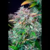 AK 2.0 XL Auto - Ganja Farmer Seeds (BONUS)