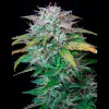 AK 2.0 XL Auto - Ganja Farmer Seeds (BONUS)