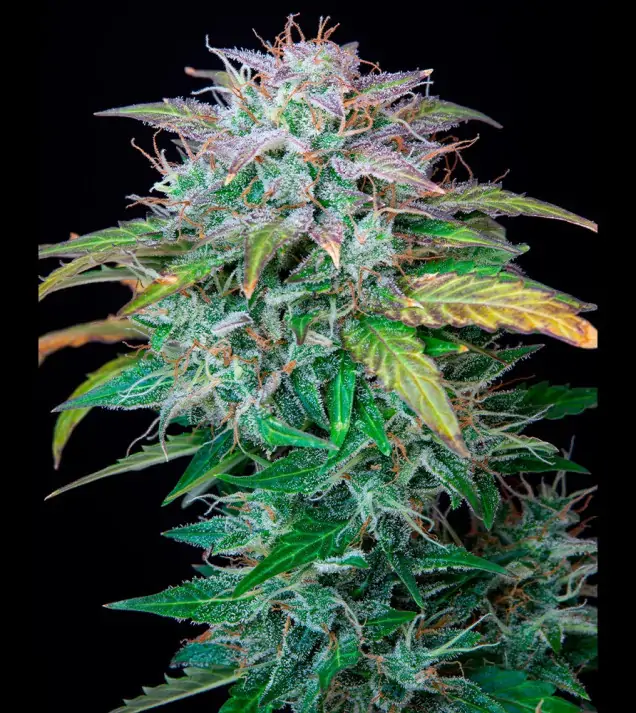 AK 2.0 XL Auto - Ganja Farmer Seeds (BONUS)