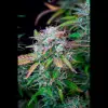 AK 2.0 XL Auto - Ganja Farmer Seeds (BONUS)