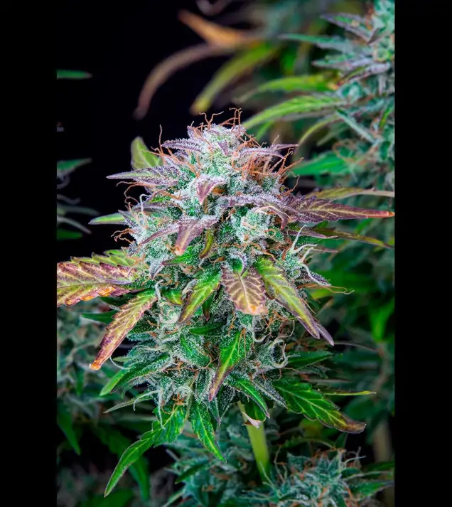 AK 2.0 XL Auto - Ganja Farmer Seeds (BONUS)