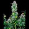 AK 2.0 XL Auto - Ganja Farmer Seeds (BONUS)