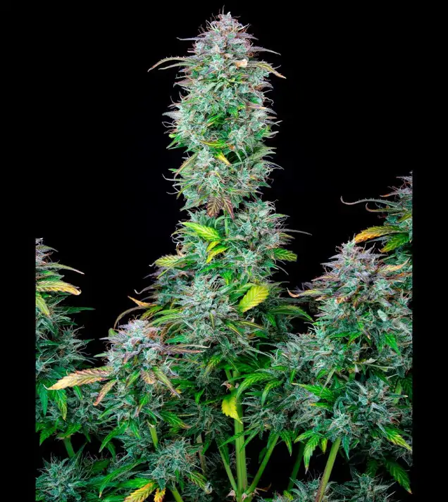 AK 2.0 XL Auto - Ganja Farmer Seeds (BONUS)