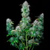 AK 2.0 XL Auto - Ganja Farmer Seeds (BONUS)