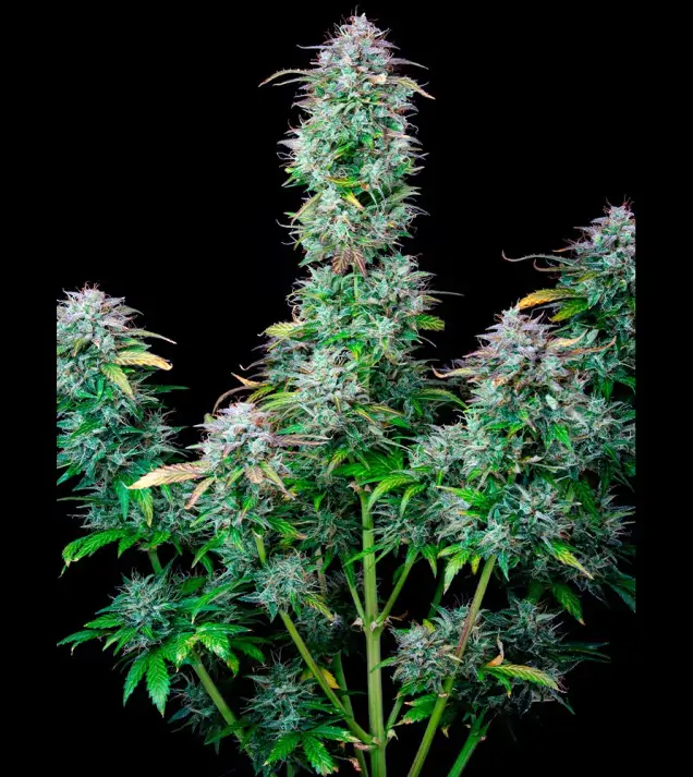AK 2.0 XL Auto - Ganja Farmer Seeds (BONUS)