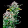 AK 2.0 XL Auto - Ganja Farmer Seeds (BONUS)