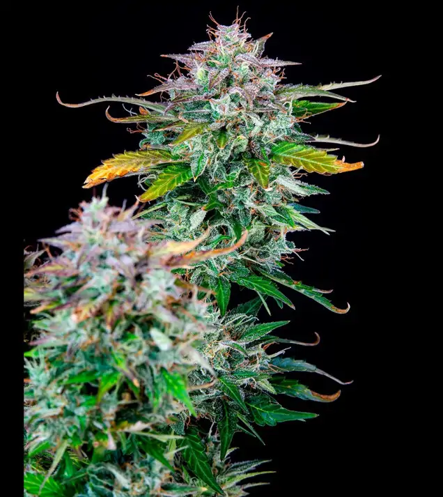 AK 2.0 XL Auto - Ganja Farmer Seeds (BONUS)