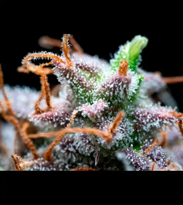 AK 2.0 XL Auto - Ganja Farmer Seeds (BONUS)