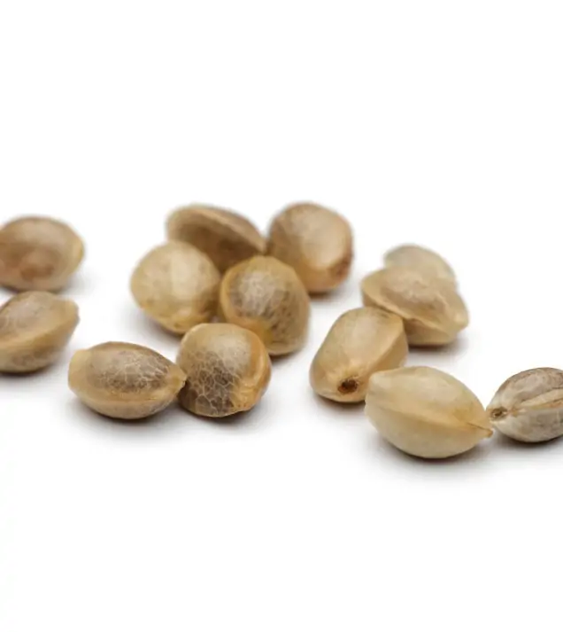 AK 2.0 XL Auto - Ganja Farmer Seeds (BONUS)