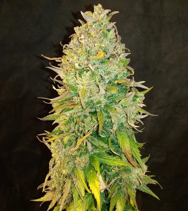 Amnesia Haze - Ganja Farmer Seeds (BONUS)