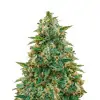 Amnesia Haze - Dutch Genetics (BONUS)