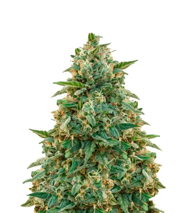 Amnesia Haze - Dutch Genetics (BONUS)