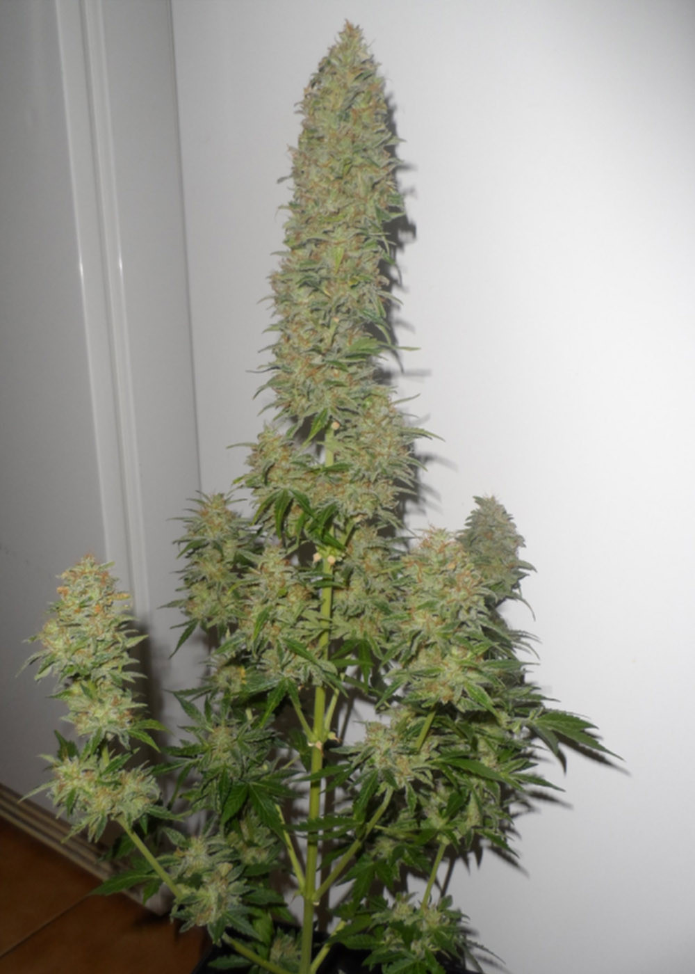 Auto Afghani F1