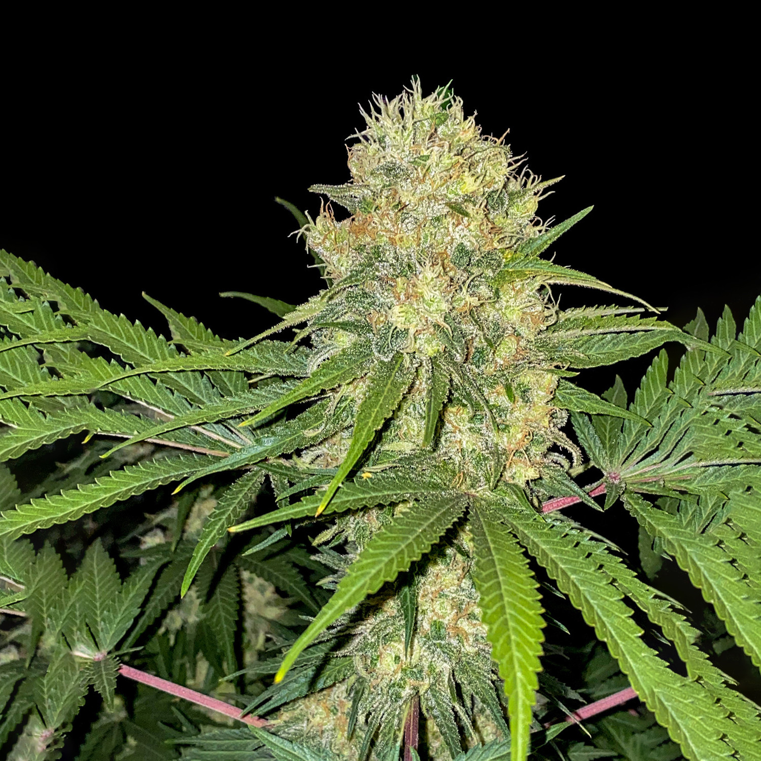 Ganja Skunk Fast Flowering