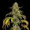 White Afghan BONUS