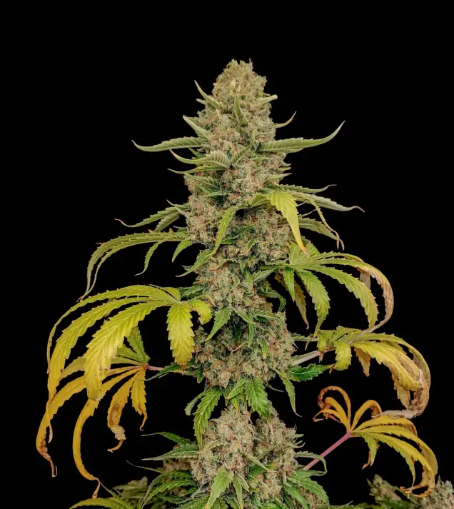 White Afghan BONUS