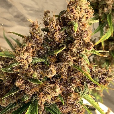 Purple Pakistani Haze