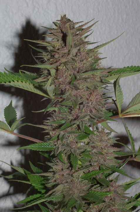 Pakistani Chitral Kush