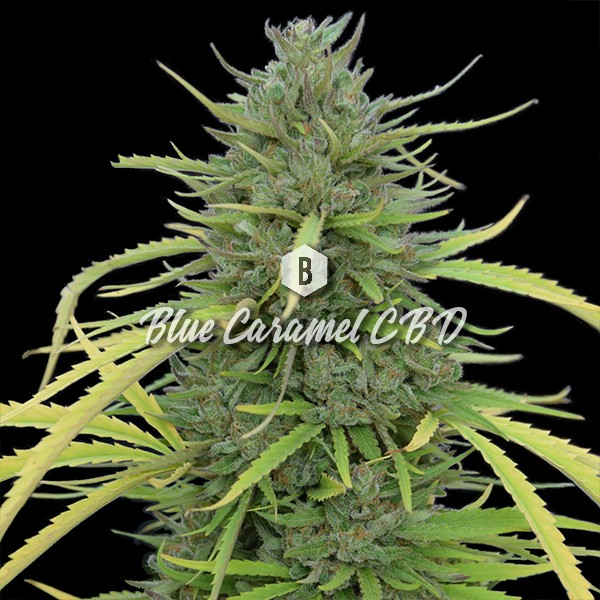 Blue Caramel CBD - Big SeedBank