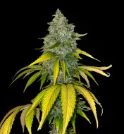 Cookies - Ganja Farmer Seeds