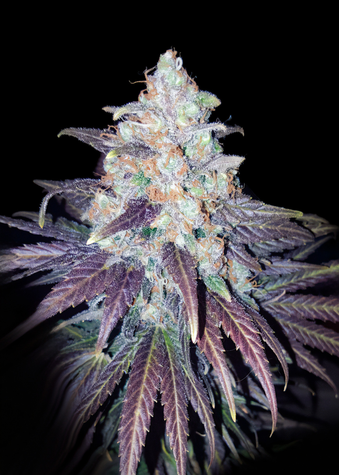 Bruce Banner x White Russian