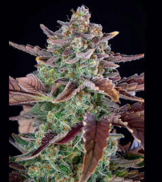 Gorilla Cookies Auto - Ganja Farmer Seeds