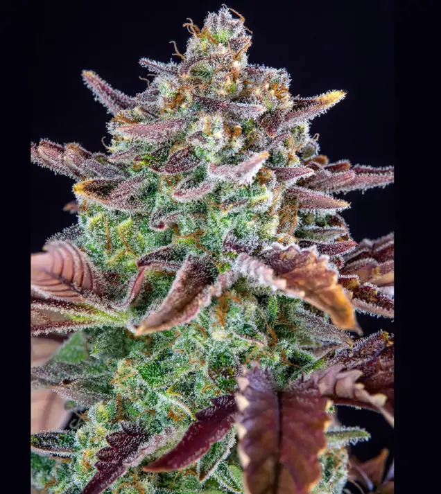 Gorilla Cookies Auto - Ganja Farmer Seeds