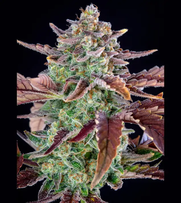 Gorilla Cookies Auto - Ganja Farmer Seeds