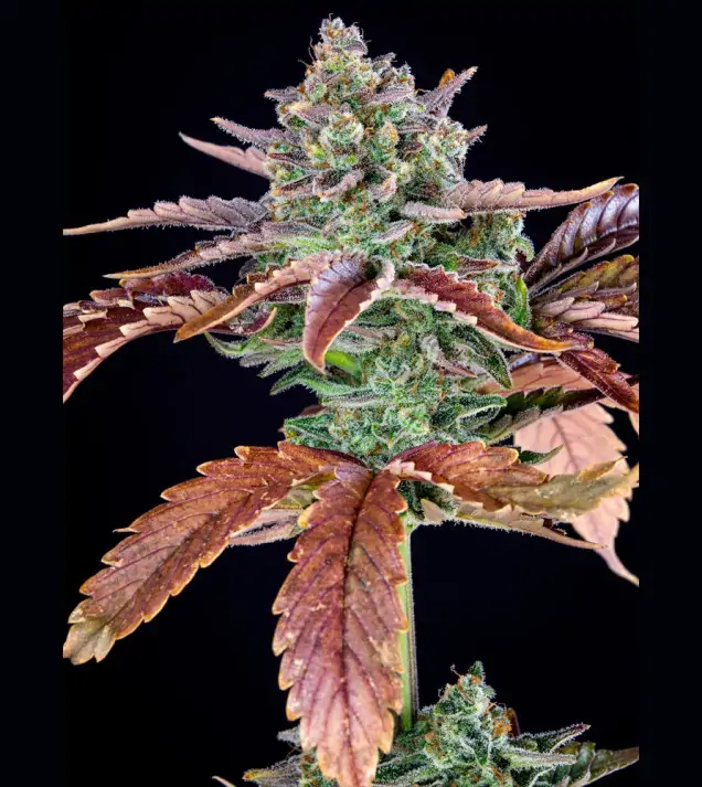 Gorilla Cookies Auto - Ganja Farmer Seeds