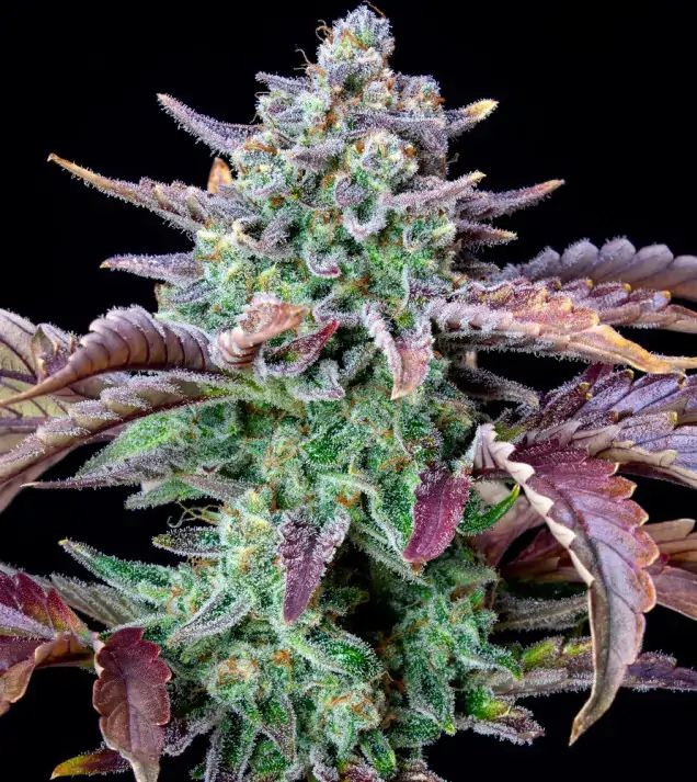 Gorilla Cookies Auto - Ganja Farmer Seeds