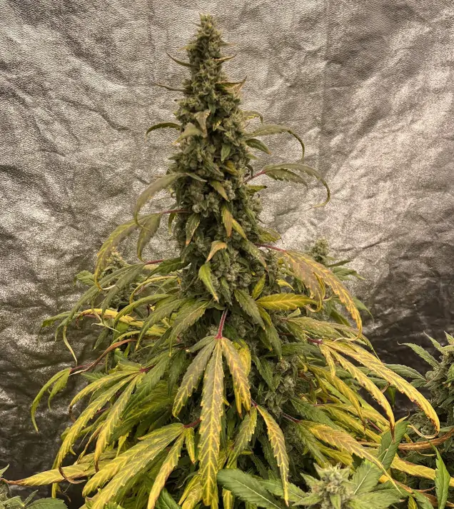 Gorilla Cookies Auto - Ganja Farmer Seeds