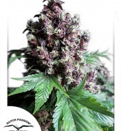 Frisian Duck VERKAUF