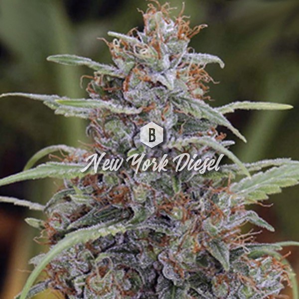 New York Diesel - Big SeedBank