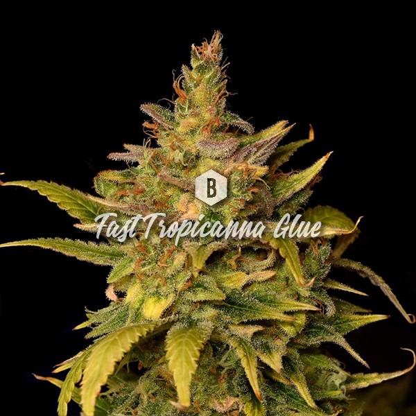 Fast Tropicanna Glue - Big SeedBank