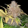 Apricot Gorilla Auto - Ganja Farmer Seeds