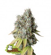 Bruce Banner Auto VERKAUF