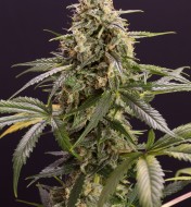 Chem Bomb Auto VERKAUF